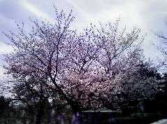 sakura09.jpg